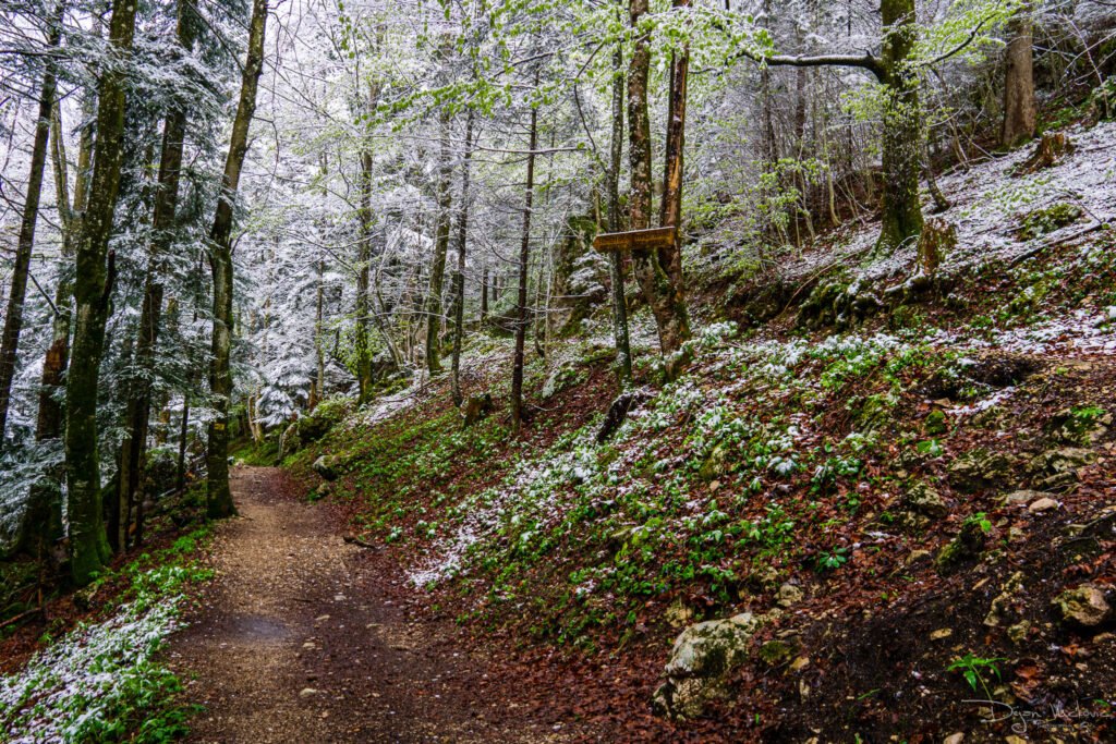 Šuma Legendi Austrija